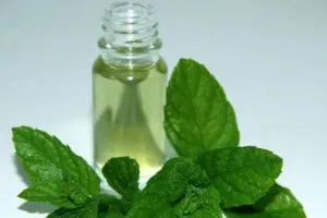 Mentha Oil's Benefits for Acne, Rashes, and Irritation