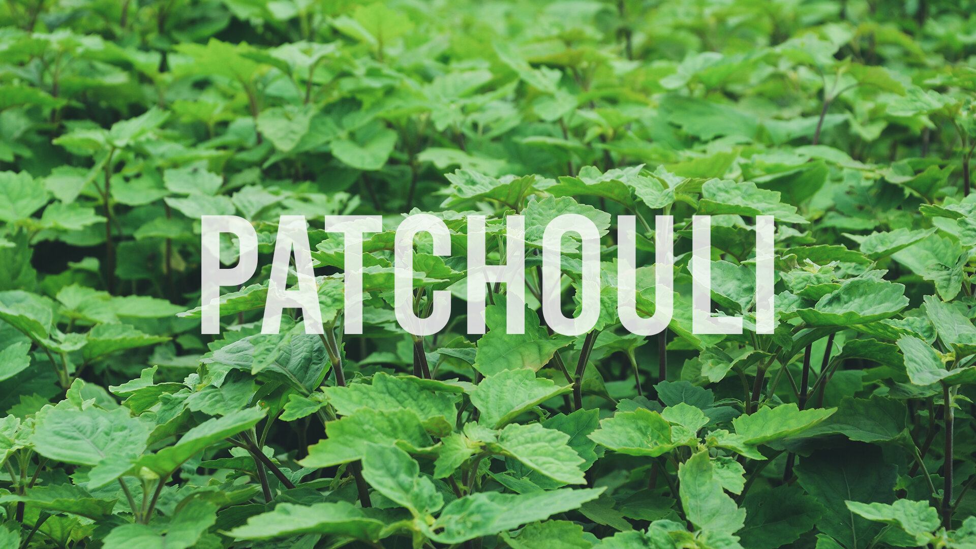 Patchouli Indian: Nature's Secret Weapon for Glowing Skin
