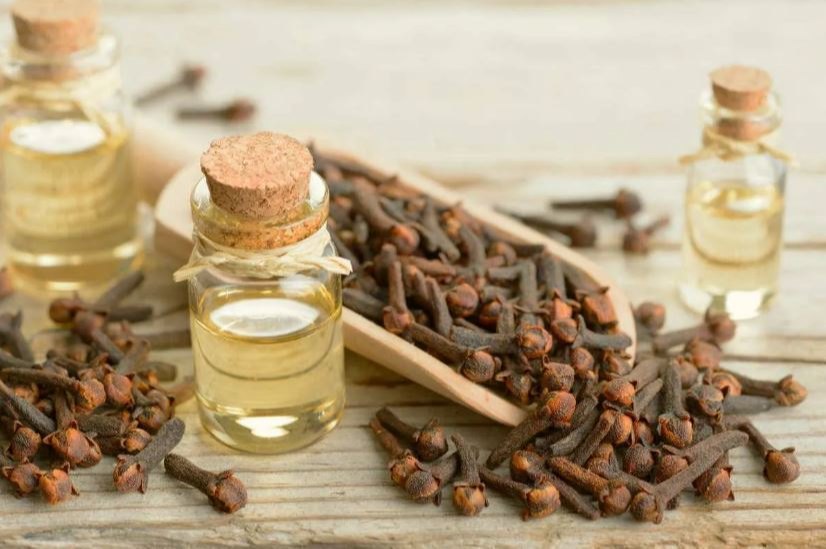 Clove Oil In Al Dhaid