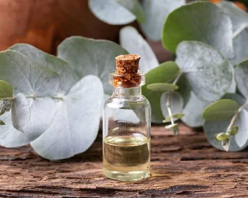 Eucalyptus Oil Manufacturers