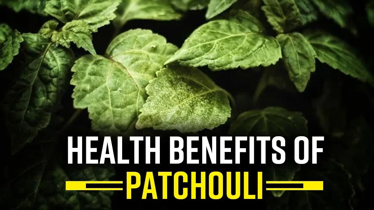 Patchouli Indian Manufacturers