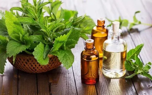 Indian Patchouli Oil Manufacturers
