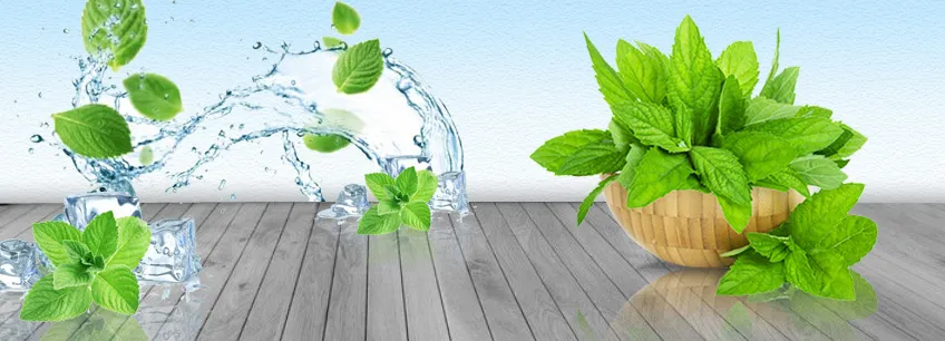 Natural Peppermint Oil Rectified Manufacturers