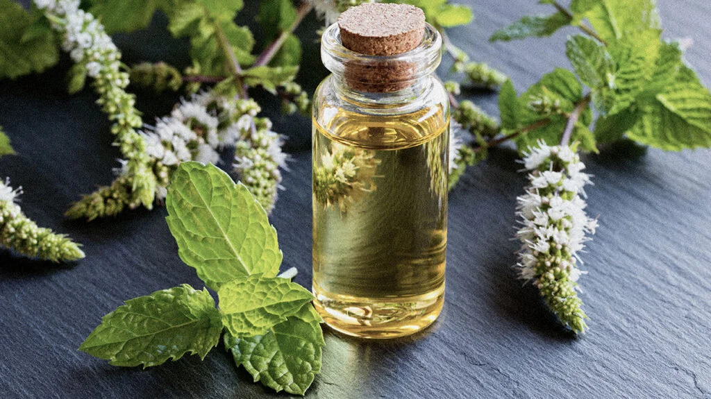 Peppermint Oil In Tajikistan