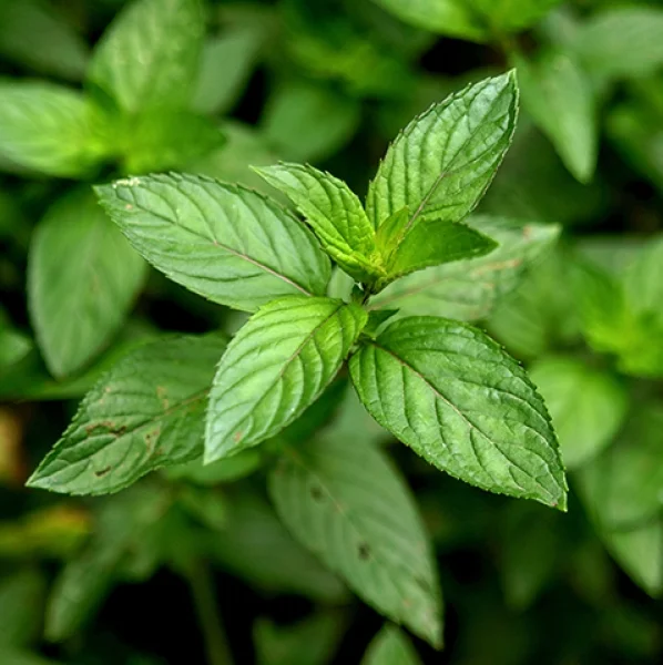 DE Mentholised, IP. EP. Peppermint Oil Blends