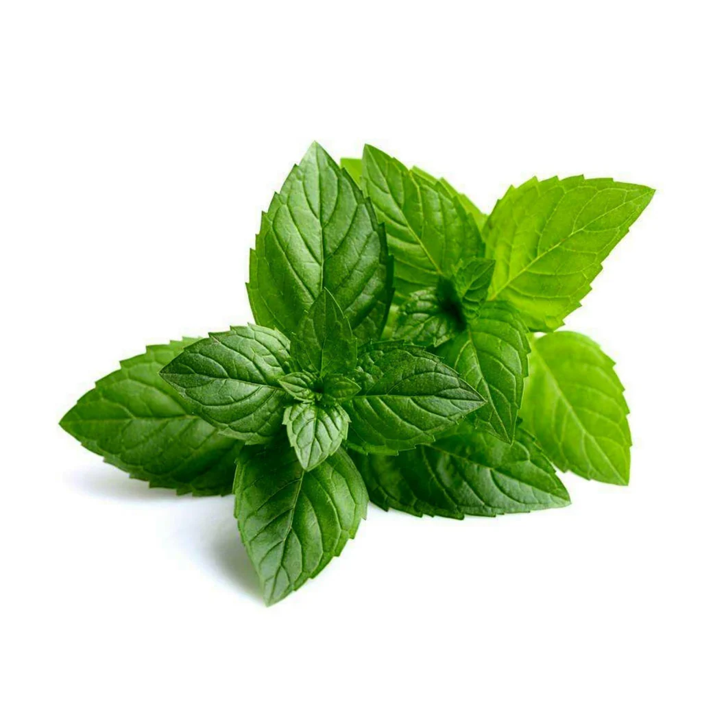 Piperita Oil